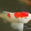 Kohaku Grade A Koi Carp Cyprinus Carpio - Image 10