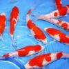 Kohaku Grade A Koi Carp Cyprinus Carpio - Image 7
