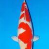 Kohaku Grade A Koi Carp Cyprinus Carpio - Image 6