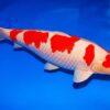 Kohaku Grade A Koi Carp Cyprinus Carpio - Image 9