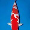 Kohaku Grade A Koi Carp Cyprinus Carpio - Image 5