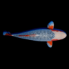 Asagi Grade A Koi Carp Cyprinus Carpio