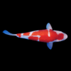 Gin Rin Grade A Koi Carp Cyprinus Carpio
