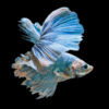 Betta Boutique Specials - ‘What You See is What You Get’ - BB1