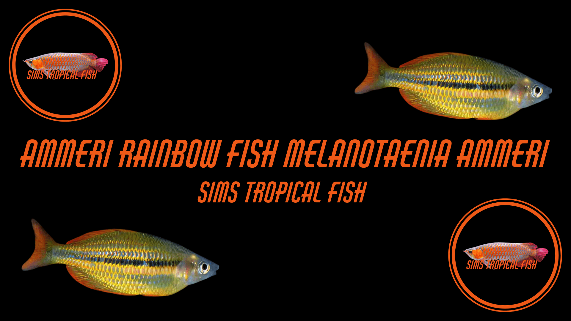 Ammeri Rainbow Fish Melanotaenia Ammeri 5cm – Sims Tropical Fish ...