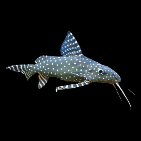 Synodontis – Sims Tropical Fish  Tropical Fish, Aquarium, Fish Store
