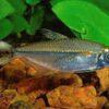 Bandtail Tetra Moenkhausia Dichroura 2cm - Image 4