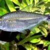 Bandtail Tetra Moenkhausia Dichroura 2cm - Image 8