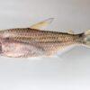 Bandtail Tetra Moenkhausia Dichroura 2cm - Image 5