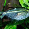 Bandtail Tetra Moenkhausia Dichroura 2cm - Image 6