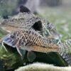 Black Top Corydoras Acutus 4cm Catfish - Image 6