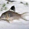 Black Top Corydoras Acutus 4cm Catfish - Image 4