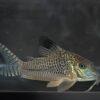 Black Top Corydoras Acutus 4cm Catfish - Image 7