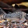 Black Top Corydoras Acutus 4cm Catfish - Image 5