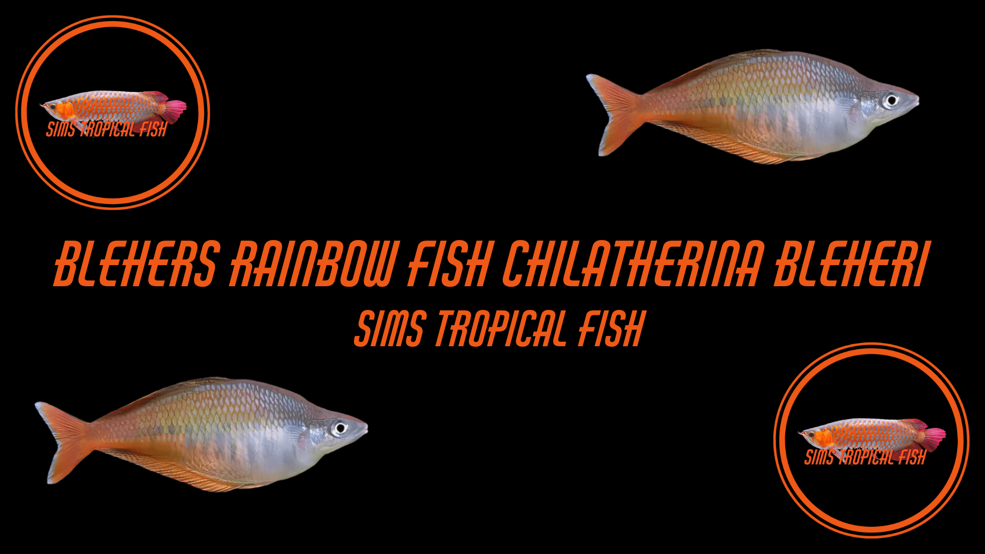 Blehers Rainbow Fish Chilatherina Bleheri 6cm – Sims Tropical Fish ...