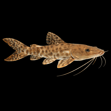 Butterfly Catfish Hybrid Tiger Shovelnose Catfish x Perruno Catfish 20cm