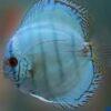 Cobalt Blue Discus - Image 5
