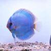 Cobalt Blue Discus - Image 6