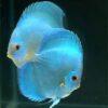 Cobalt Blue Discus - Image 7