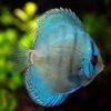 Cobalt Blue Discus - Image 4