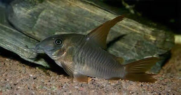Slate Corydoras Concolor 4cm Catfish - Image 7