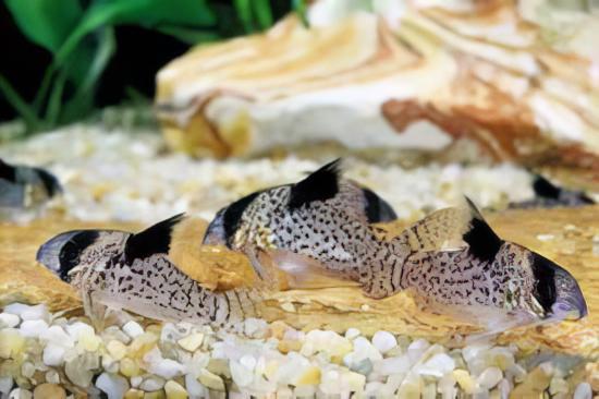 False Blochi Corydoras Delphax 4cm Catfish – Sims Tropical Fish