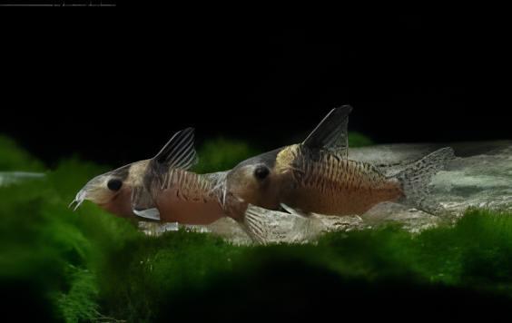 False Blochi Corydoras Delphax 4cm Catfish – Sims Tropical Fish