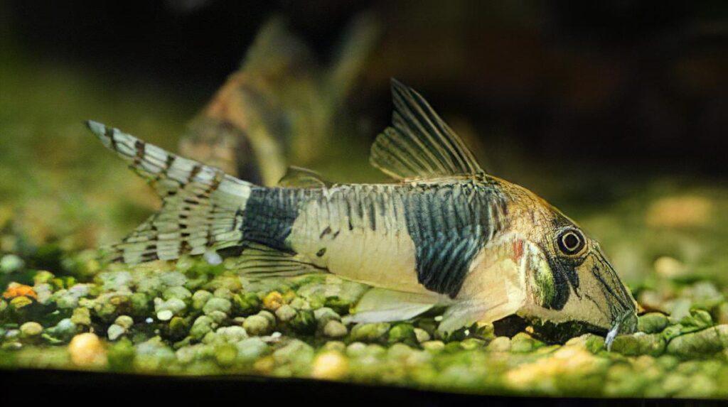 Reynolds Bumblebee Corydoras Reynoldsi 4cm Catfish – Sims Tropical Fish ...