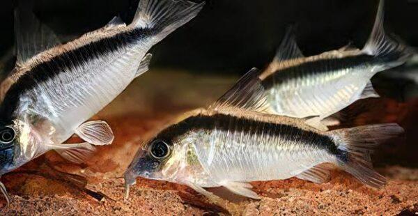 Corydoras Super Arcuatus 4cm Catfish - Image 7