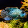Electric Blue Acara Cichlid Andinoacara Pulcher 5cm - Image 4