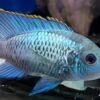 Electric Blue Acara Cichlid Andinoacara Pulcher 5cm - Image 7