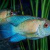 Electric Blue Acara Cichlid Andinoacara Pulcher 5cm - Image 5