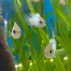 Electric Blue Acara Cichlid Andinoacara Pulcher 5cm - Image 8