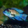 Electric Blue Acara Cichlid Andinoacara Pulcher 5cm - Image 6