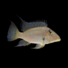 Geophagus Satanoperca Jurupari 4cm