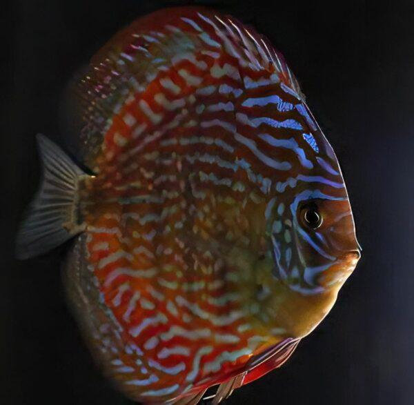 Giant Flora Discus – Sims Tropical Fish | Tropical Fish, Aquarium, Fish ...