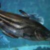Great Tapah Striped Catfish Wallagoo Leeri 10cm - Image 5