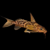 Greshoff Catfish Synodontis Greshoffi 5cm