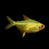Lemon Tetra Hyphessobrycon Pulchripinnis 2cm