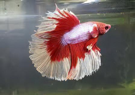 Tricolour Male Betta Fish