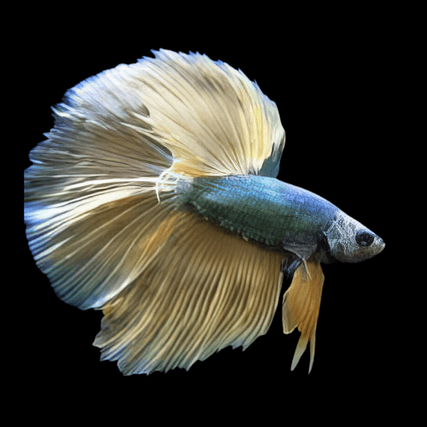 Male Betta Half Moon – Sims Tropical Fish | Tropical Fish, Aquarium ...