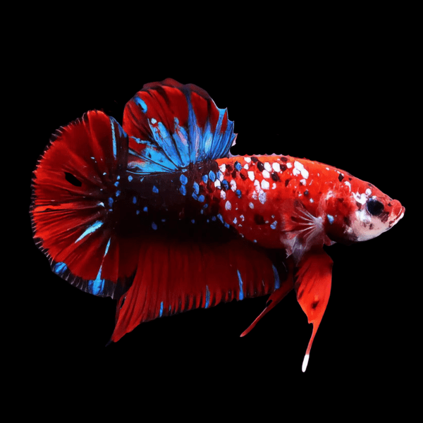 Male Betta Koi – Sims Tropical Fish | Tropical Fish, Aquarium, Fish Store