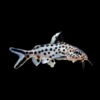 Multipunk Valentine Catfish Synodontis Valentiana 3cm
