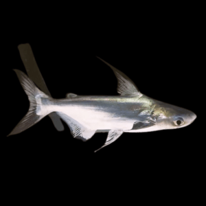 Paroon Shark – Sims Tropical Fish | Tropical Fish, Aquarium, Fish Store