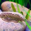 Pinstripe Pleco Hillstream Loach Hong Kong Butterfly Sewellia Lineolata 4cm - Image 8