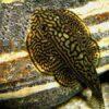Pinstripe Pleco Hillstream Loach Hong Kong Butterfly Sewellia Lineolata 4cm - Image 10