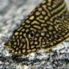 Pinstripe Pleco Hillstream Loach Hong Kong Butterfly Sewellia Lineolata 4cm - Image 9