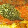 Pinstripe Pleco Hillstream Loach Hong Kong Butterfly Sewellia Lineolata 4cm - Image 7