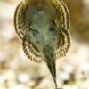 Pinstripe Pleco Hillstream Loach Hong Kong Butterfly Sewellia Lineolata 4cm - Image 11