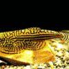 Pinstripe Pleco Hillstream Loach Hong Kong Butterfly Sewellia Lineolata 4cm - Image 6